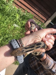 Pantherophis ramspotti