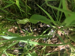Pantherophis ramspotti
