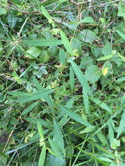 Ludwigia alternifolia