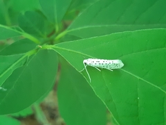 Yponomeuta multipunctella