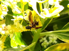 Trichopoda pictipennis