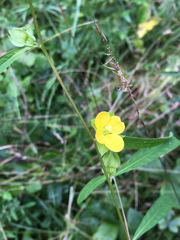 Ludwigia alternifolia