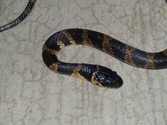 Tropidodipsas fischeri