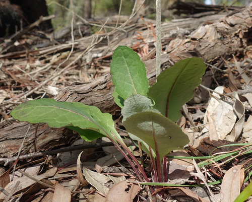 Image of Trichocline spathulata by (c) yatesy, some rights reserved (CC BY)