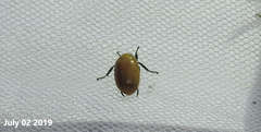 Callistethus plagiicollis