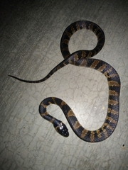 Tropidodipsas fischeri