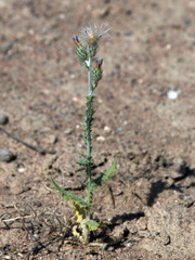 Carduus pycnocephalus cinereus