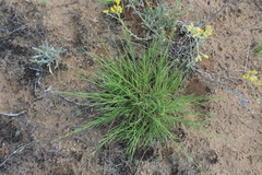 Cleistogenes squarrosa