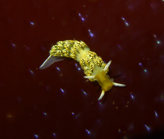 Diaphoreolis flavovulta