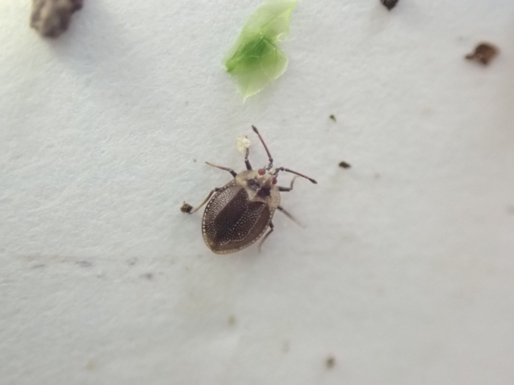 Acalypta sauteri