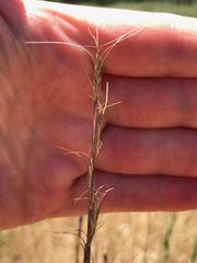 Pseudoroegneria spicata spicata