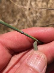 Pseudoroegneria spicata spicata