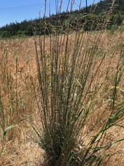 Pseudoroegneria spicata spicata