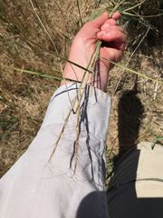 Pseudoroegneria spicata spicata