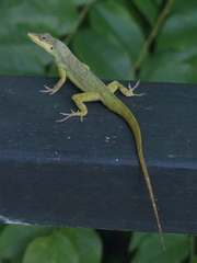 Anolis aeneus
