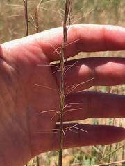 Pseudoroegneria spicata spicata