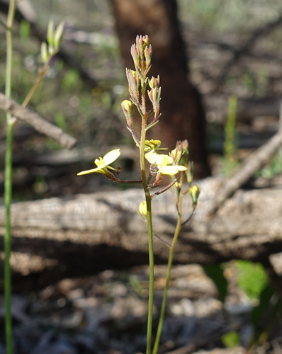 Image of Stylidium diuroides by (c) yatesy, some rights reserved (CC BY)
