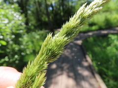 Agrostis exarata