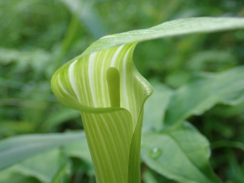 Arisaema maekawae iNat (2)