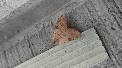 Bent-lined Dart photo 5