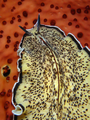 Pseudoceros montereyensis