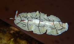 Eurylepta californica
