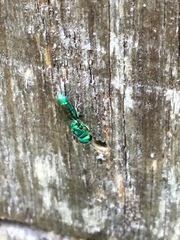 Chrysidoidea