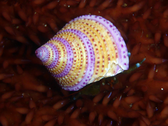 Calliostoma annulatum