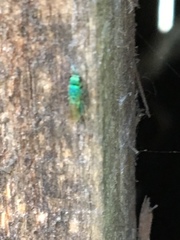 Chrysidoidea