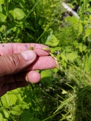 Carex deweyana
