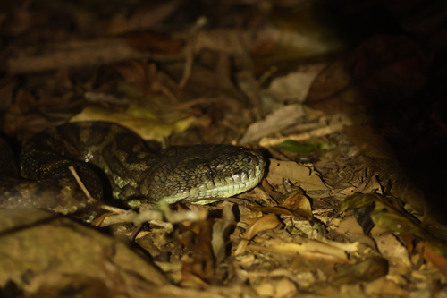 Coastal Carpet Python sighting