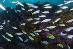 Caesioscorpis theagenes