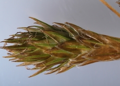 Carex deweyana
