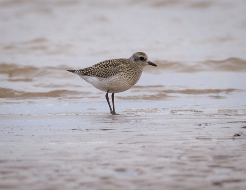 Chorlito gris (Pluvialis squatarola)