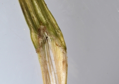 Carex deweyana