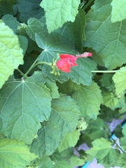 Malvaviscus arboreus