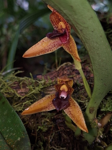 Maxillaria hematoglossa, photograph 6