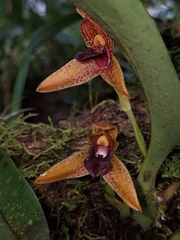 Maxillaria hematoglossa, photograph Criss Acuña, CC BY, iNaturalist via GBIF