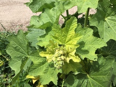 Alcea