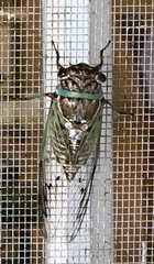 Diceroprocta marevagans