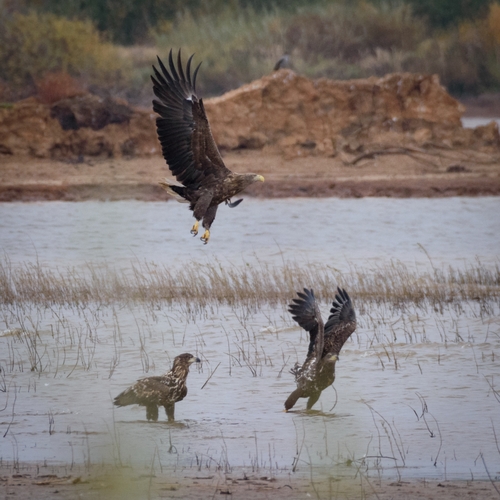 Pigargo europeo (Haliaeetus albicilla)