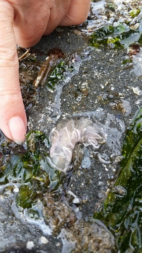 Dirona albolineata