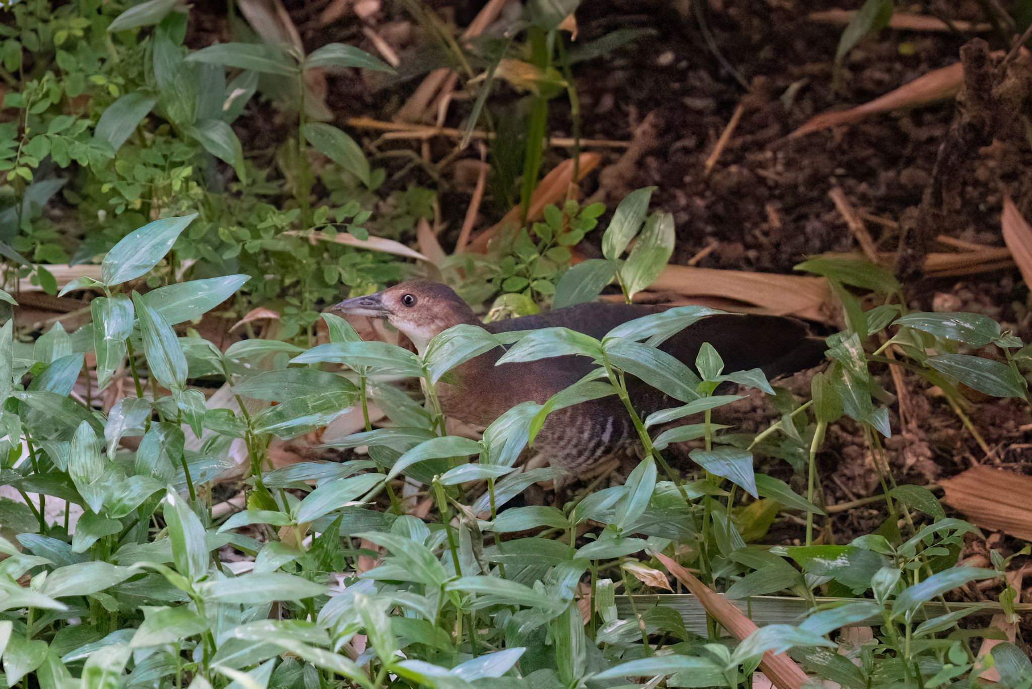 Band-bellied Crake