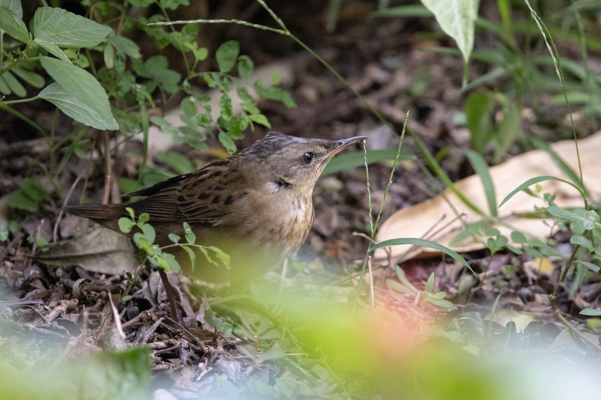 Pallas's Grasshopper Warbler