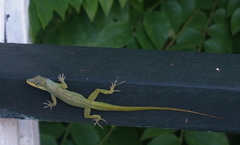 Anolis aeneus