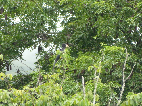 West African Pied Hornbill
