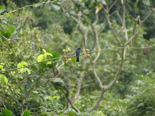 Sharpe's Drongo