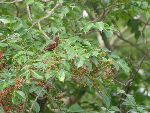 Chestnut-breasted Nigrita