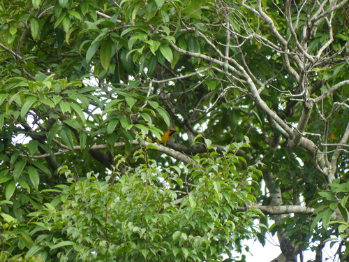 Olive-naped Weaver