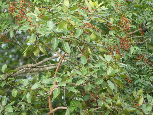 Yellow-rumped Tinkerbird